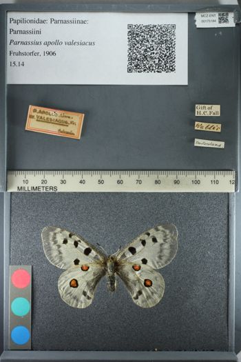 Media type: image;   Entomology 175184